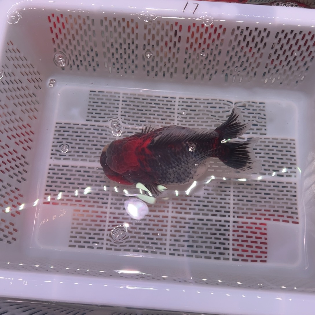 孟***诺金鱼你好吗我好想你