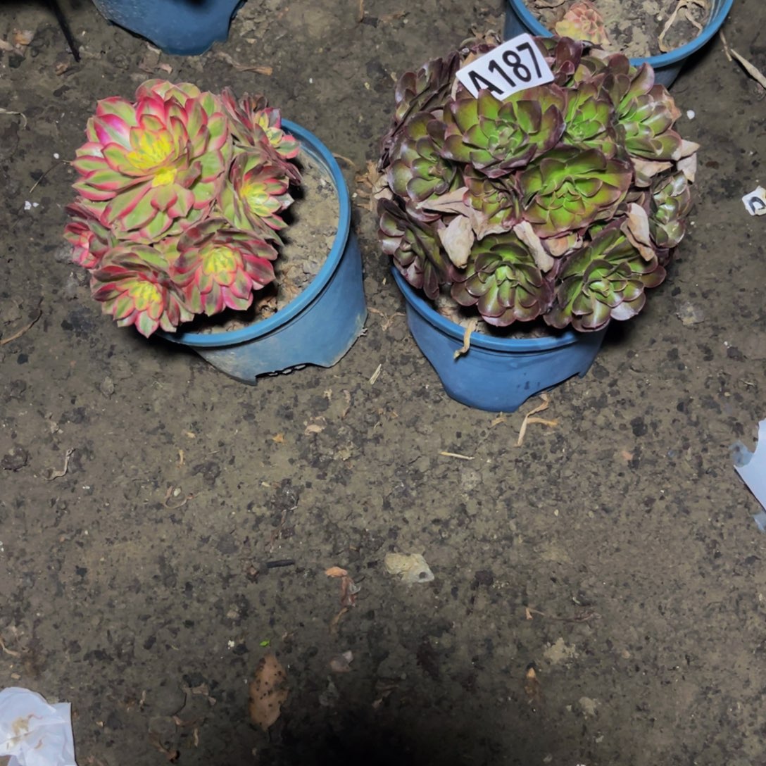 两盆法师16////35包邮