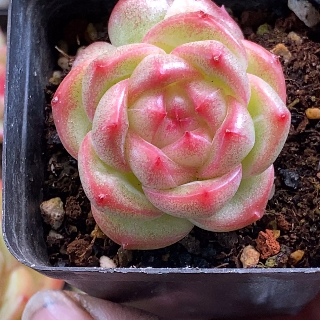 天官赐福百无禁忌