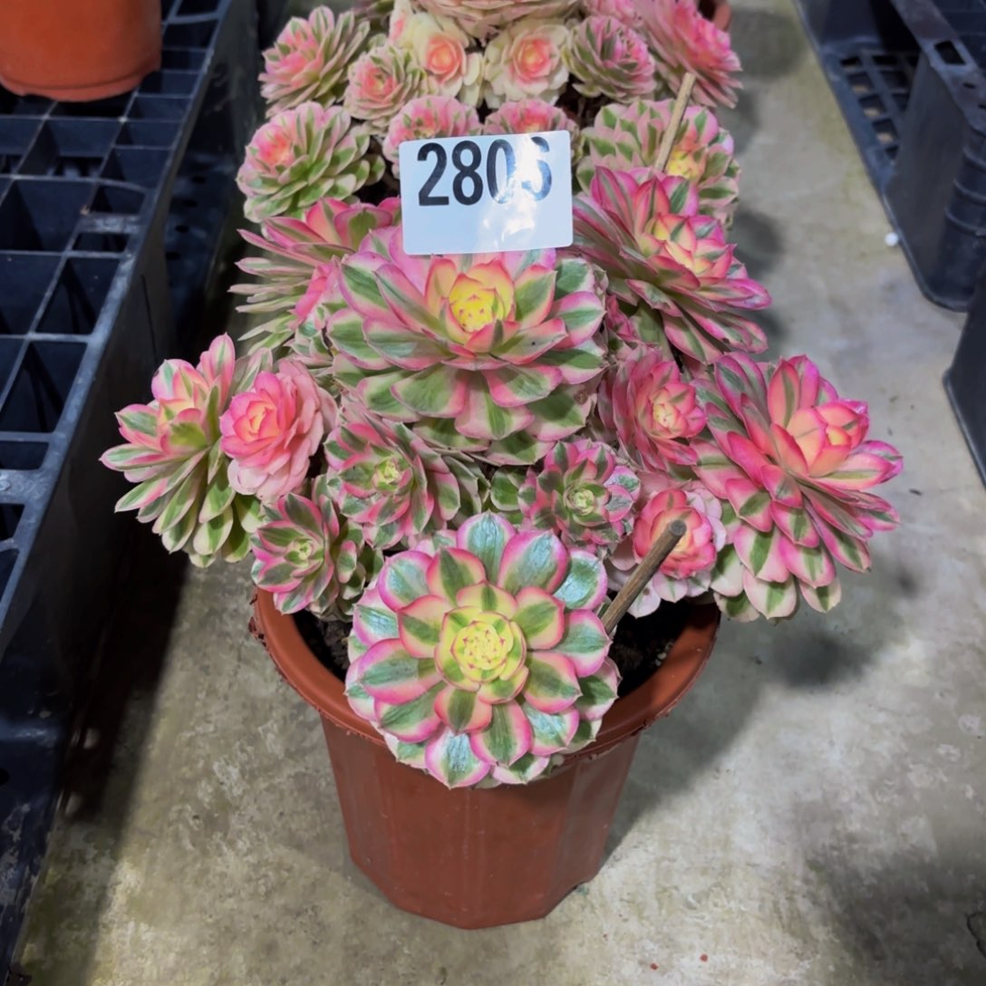 无花朵2806倾城1111111