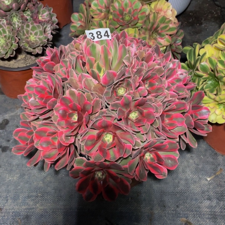 384老庄多肉法师女妖