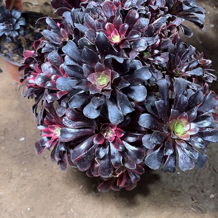 多肉植物梦娜莉莎5
