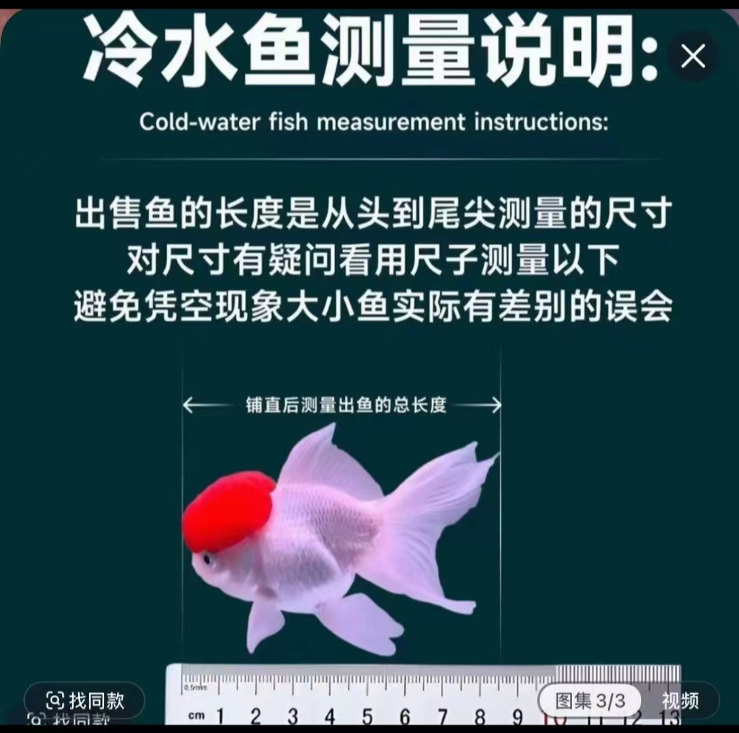 鸿运当头鹤顶红金鱼冷水淡水观赏鱼好养耐活小体型鱼