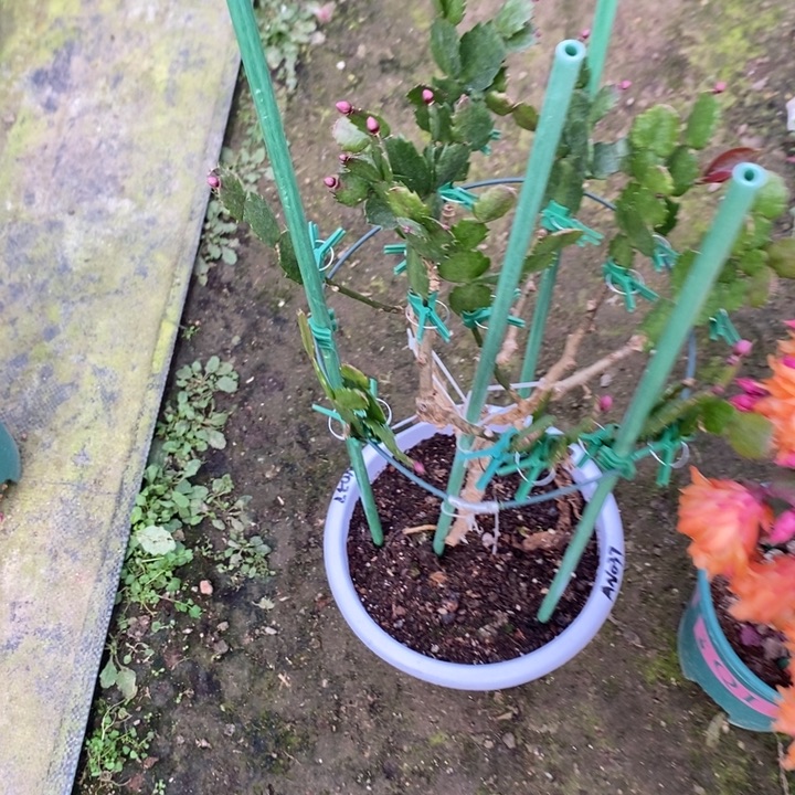 瑞***务完全开放037重瓣花