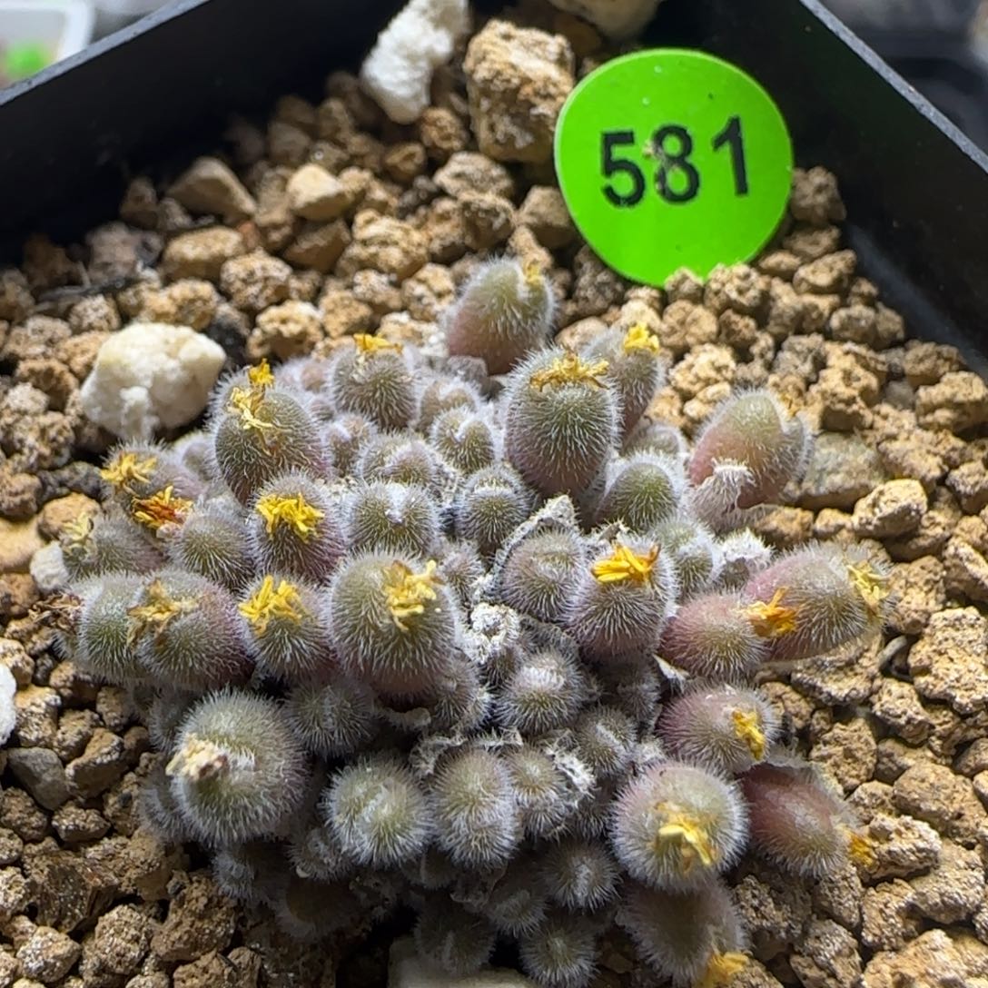 小毛球群多肉植物581