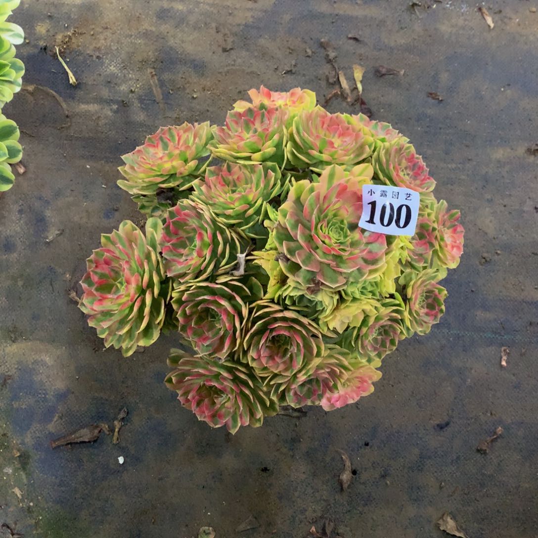 徐***姐多肉植物100雨荷妖桩福利888888