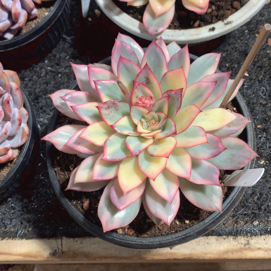 多肉植物多肉植物
