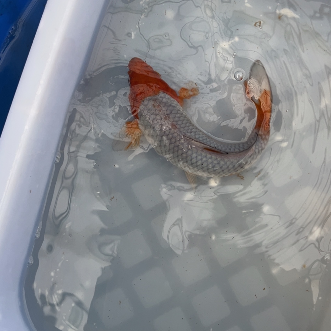 锦上锦鲤 66666666666