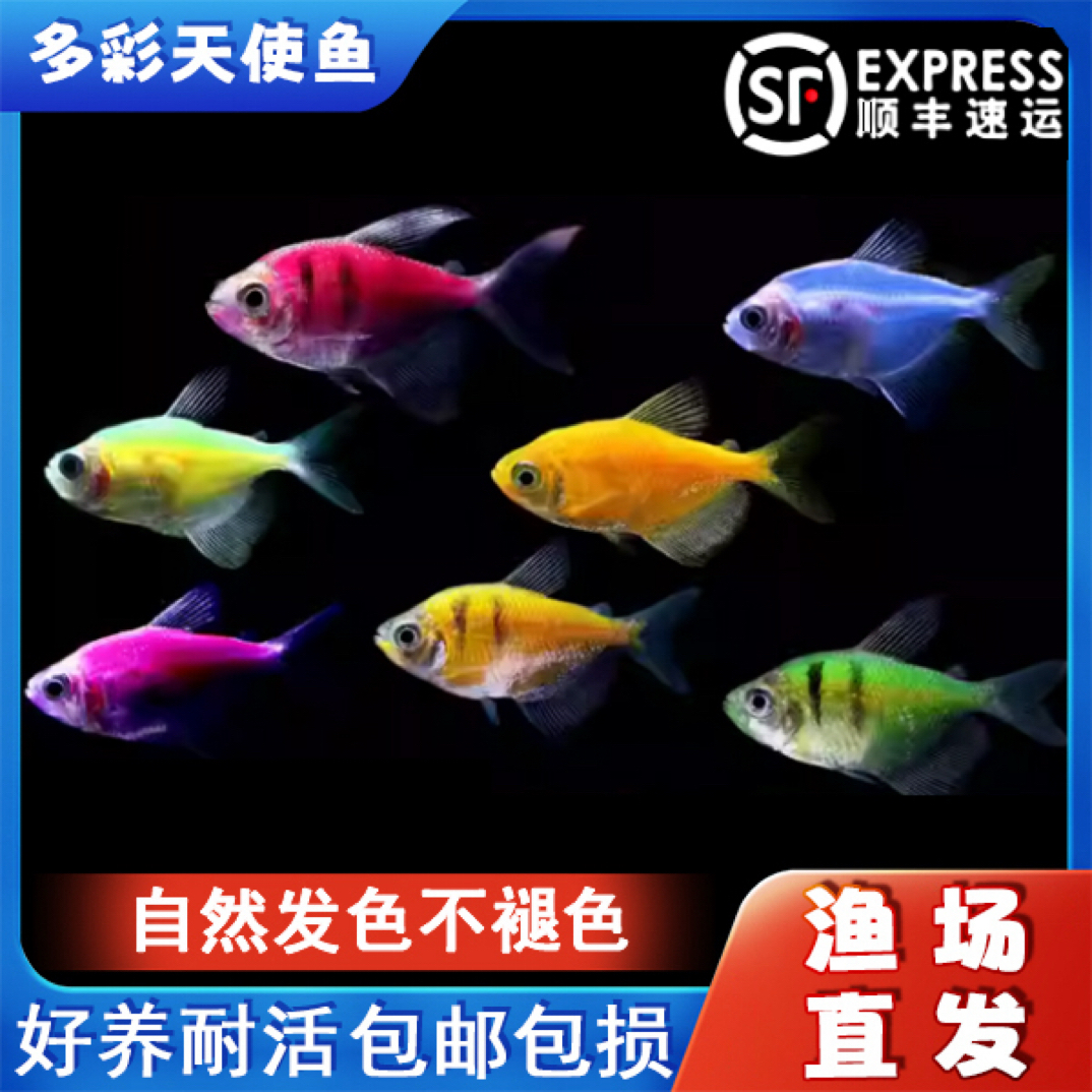七彩天使活体观赏鱼小型淡水鱼群游好养耐活热带鱼不掉色