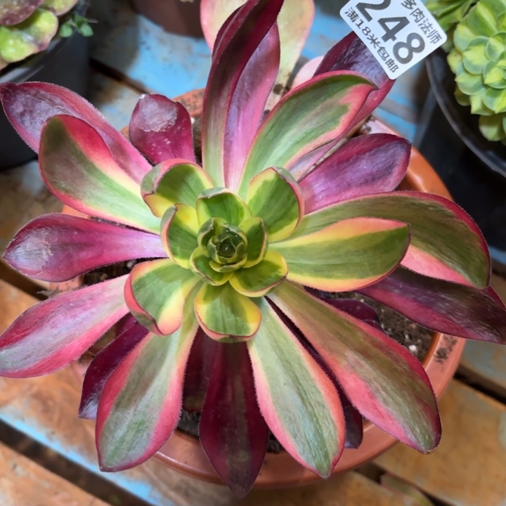 248烈焰掌心多肉法师锦不包侧枝断枝的