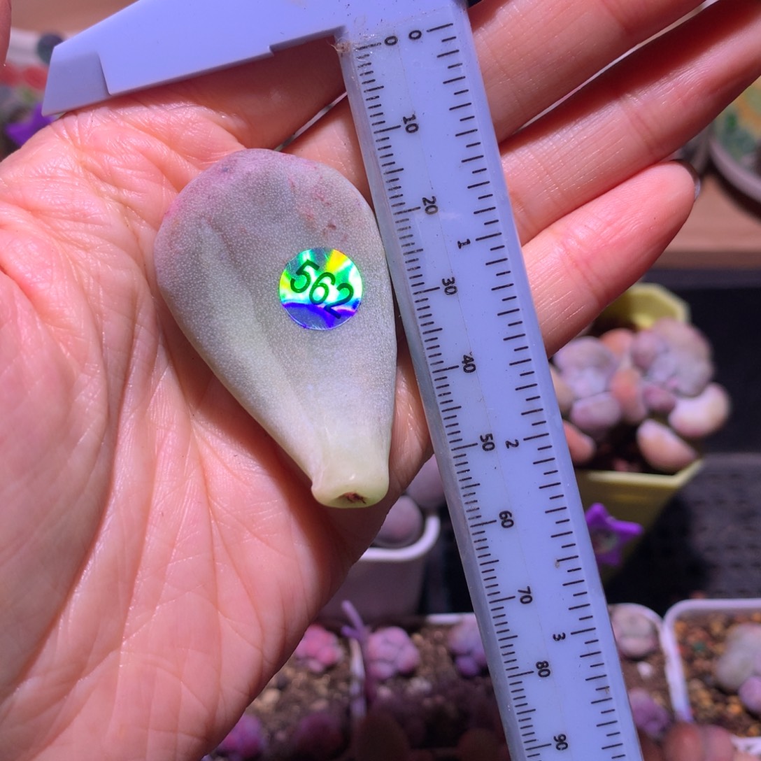 油煎锦 不凑满28元发一片叶 不售后 到付