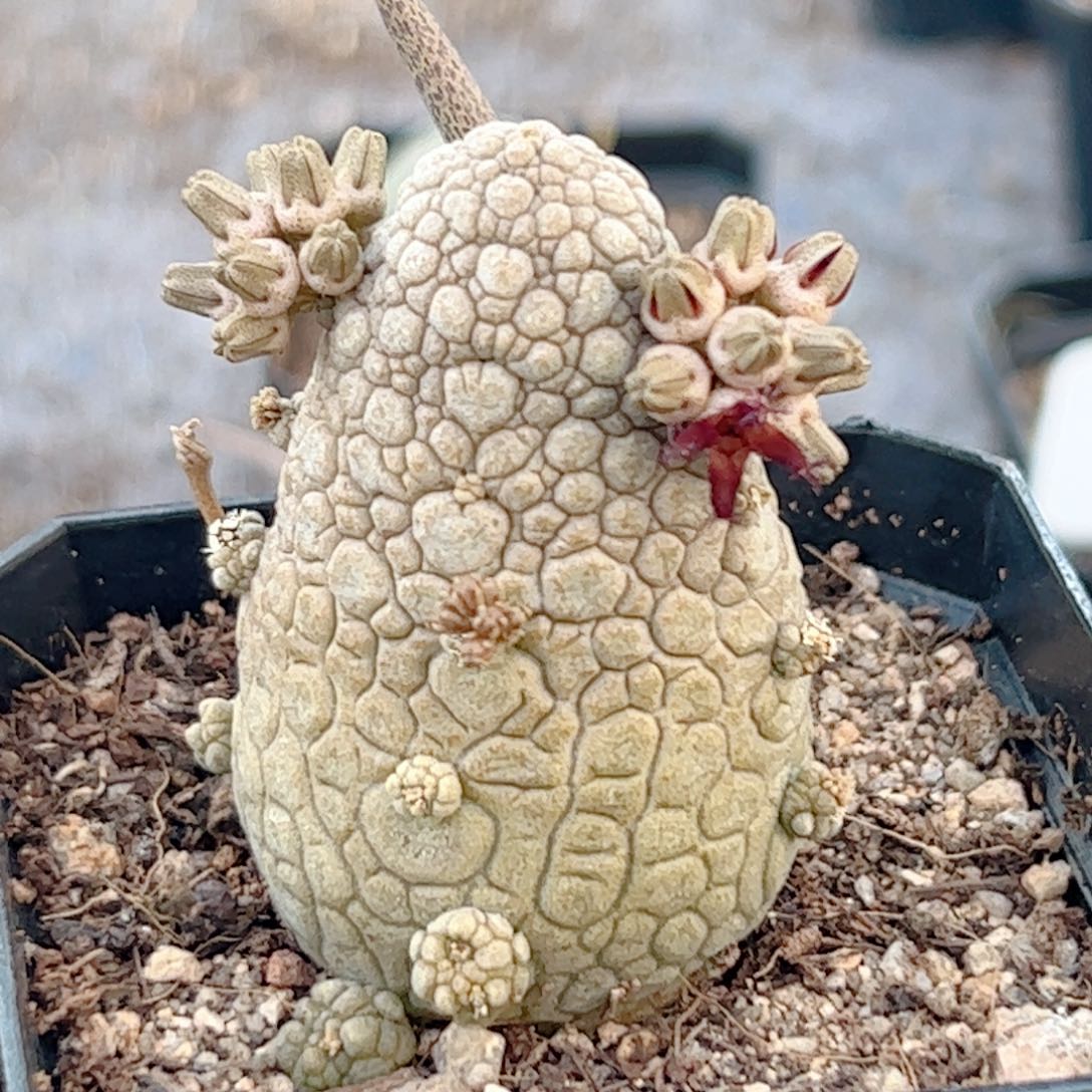 张****串实生 凝蹄玉仙人球