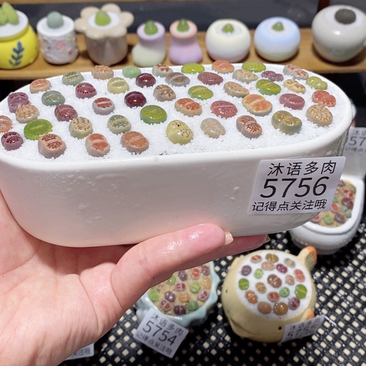 带盆土植物 一物一拍5756