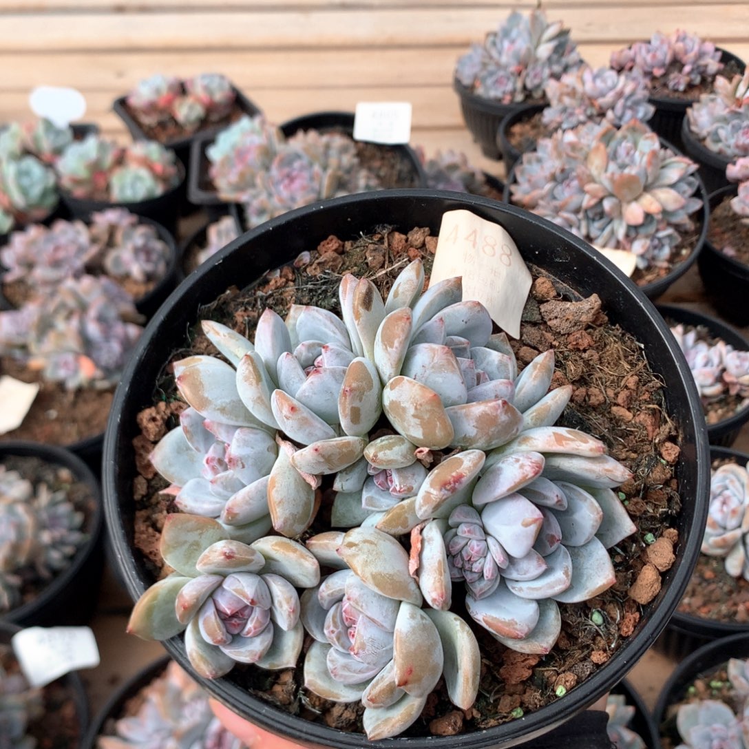 11厘米八头带崽绿底石榴籽 特价4488