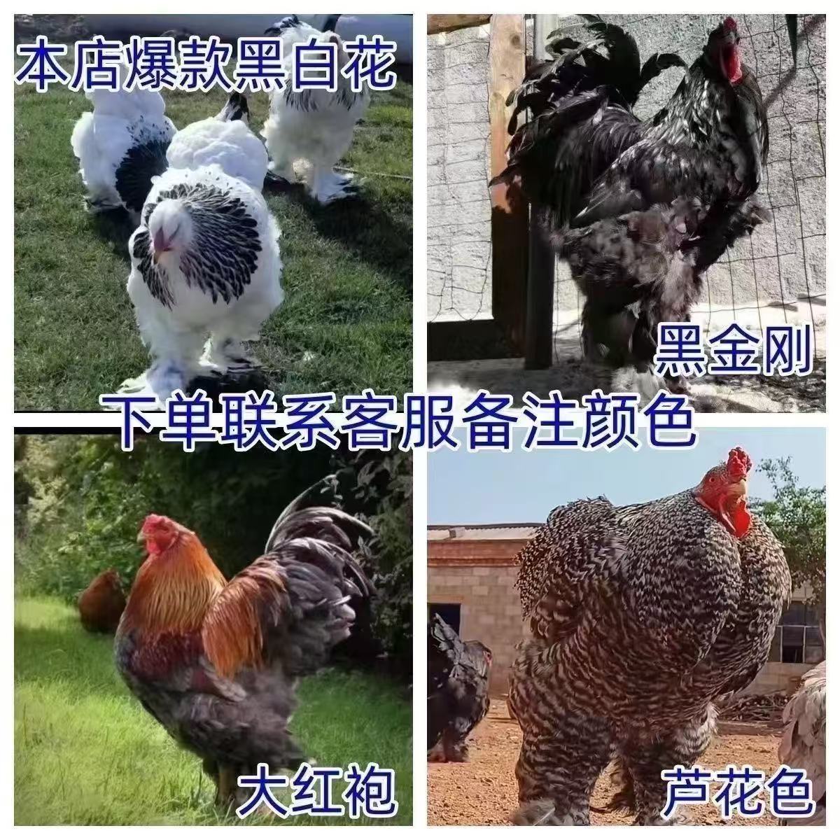 散养宠物鸡婆罗门半斤左右包邮到家