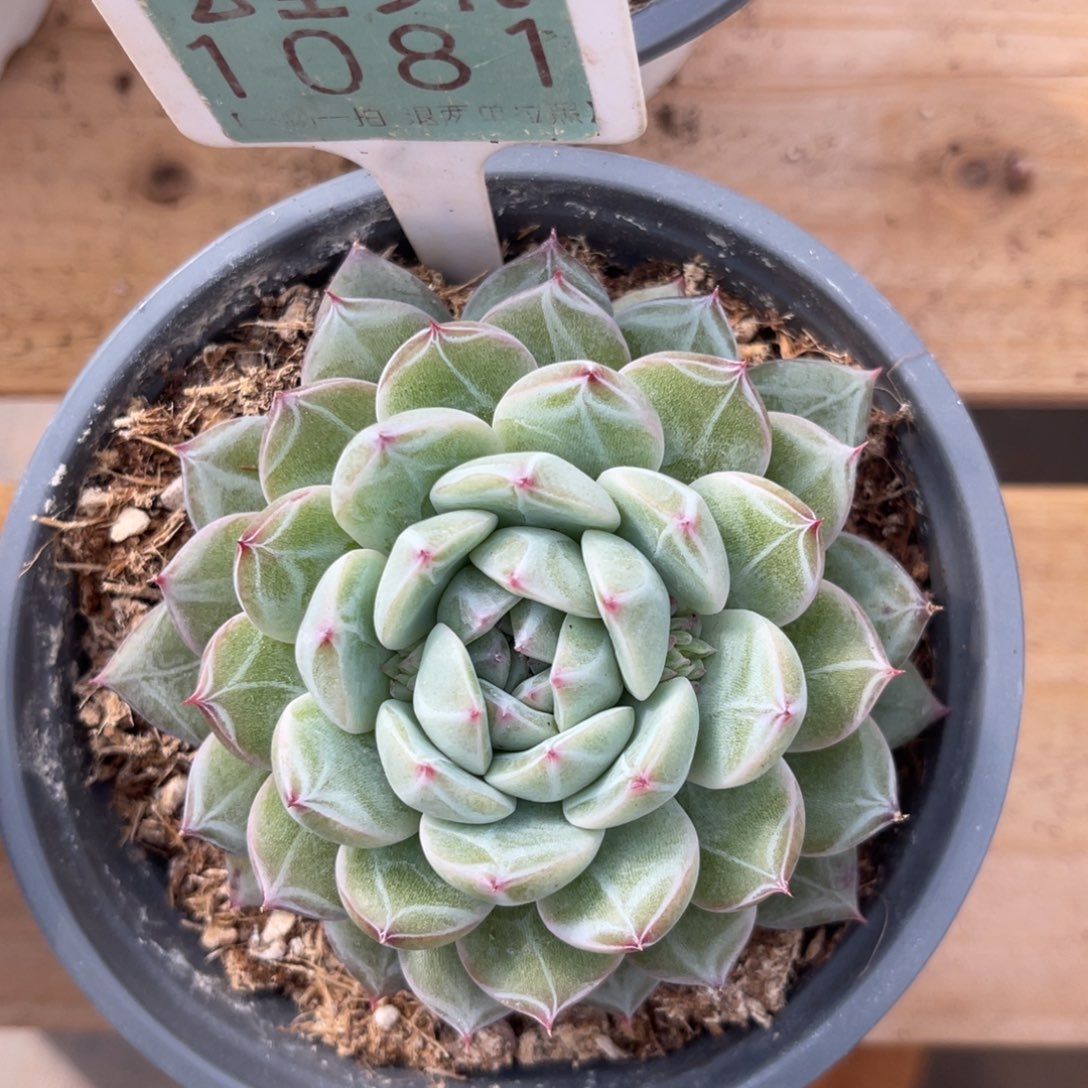 云尘多肉一物一拍1081