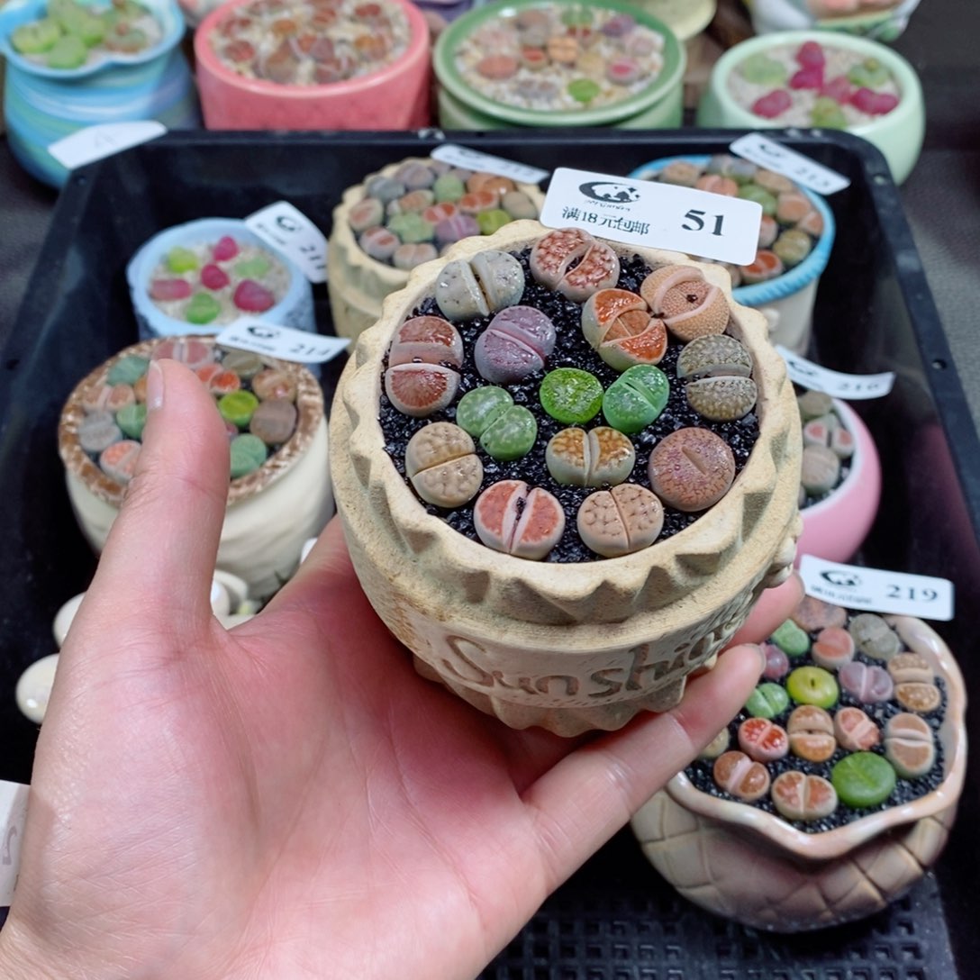 旋**马精品生石花彩拼51