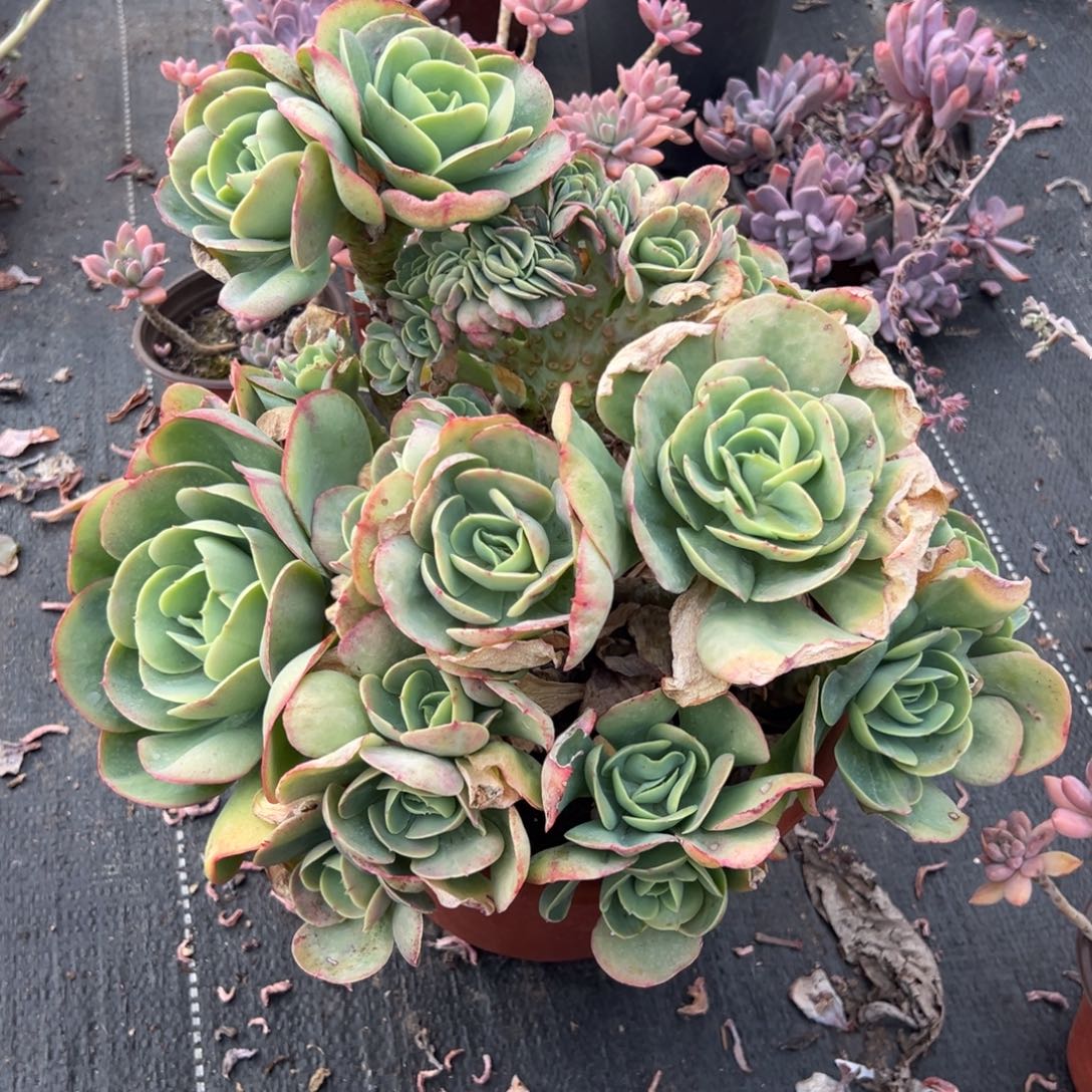 多肉大群碧桃【非偏远地区满18包邮】