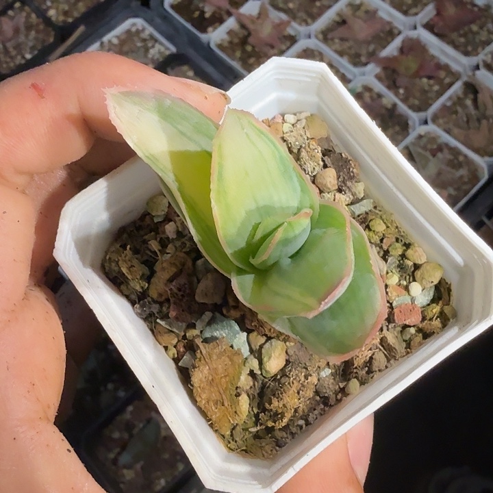 多肉植物芦荟锦锦