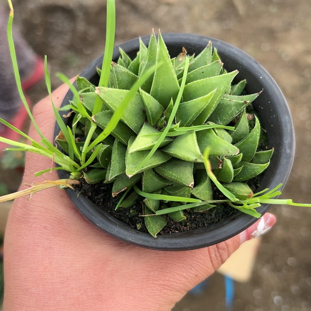 多肉植物多肉植物