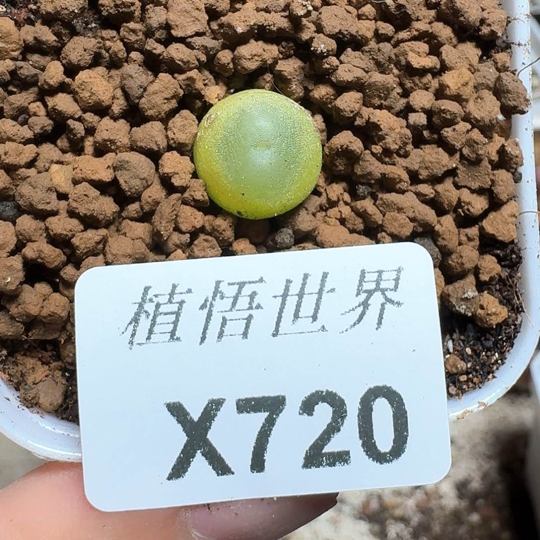 720号多肉植物哇c g