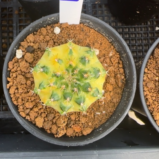 271-0123泰国发货多肉