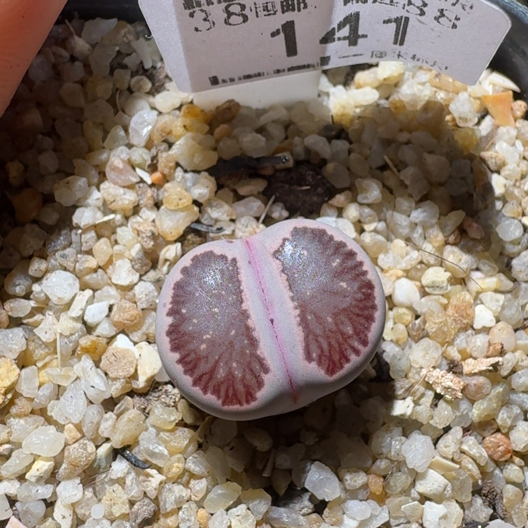 Sss精品清货款141