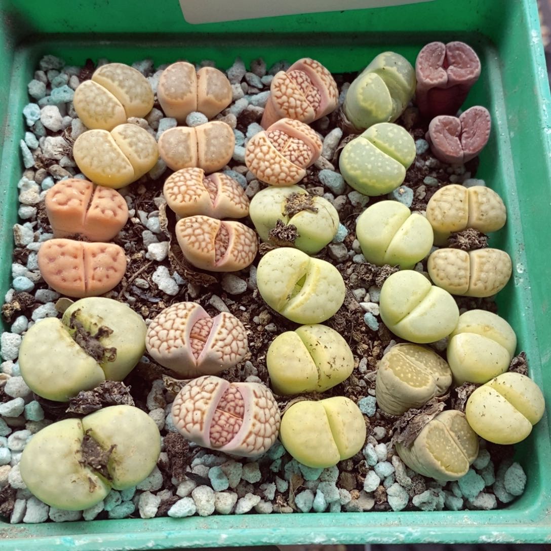 我是一只小小鸟地域鬼220