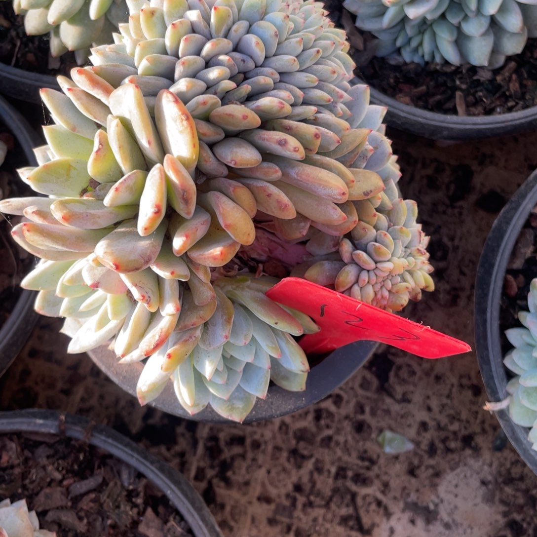 123号星影缀化多头