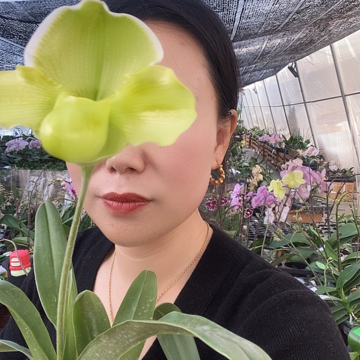 无花朵绿肉饼蝴蝶兰