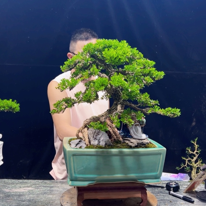 无花朵皱皮黄杨盆景