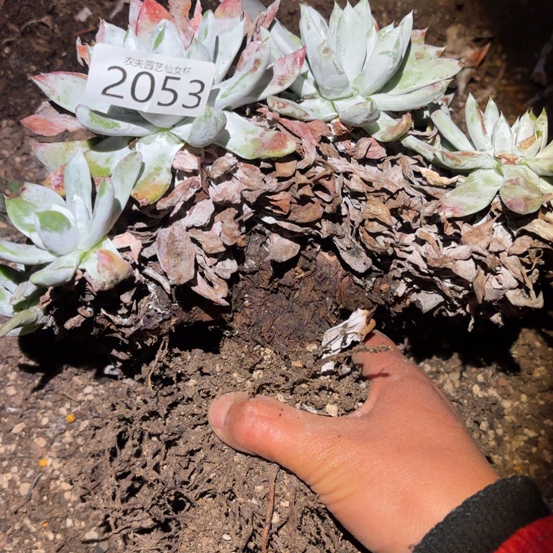 阿金尼仙女杯多肉福利处理瑕疵