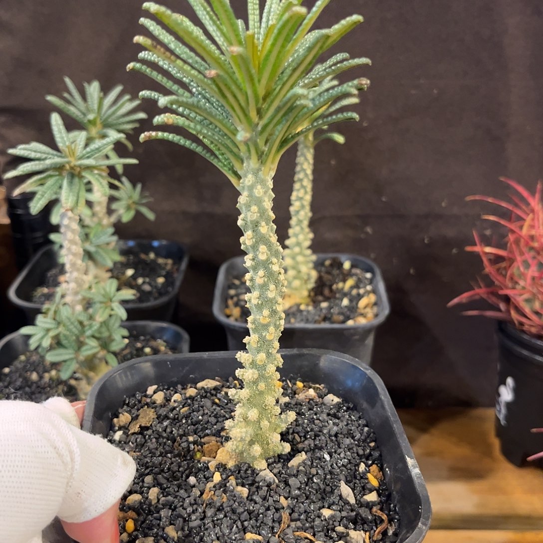 汤圆植物泡泡叶巨硫桑