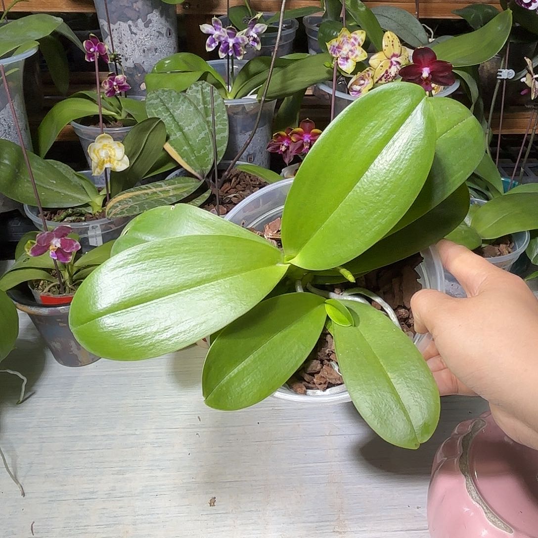 1***1当前无花栽培后可以开花美杜莎