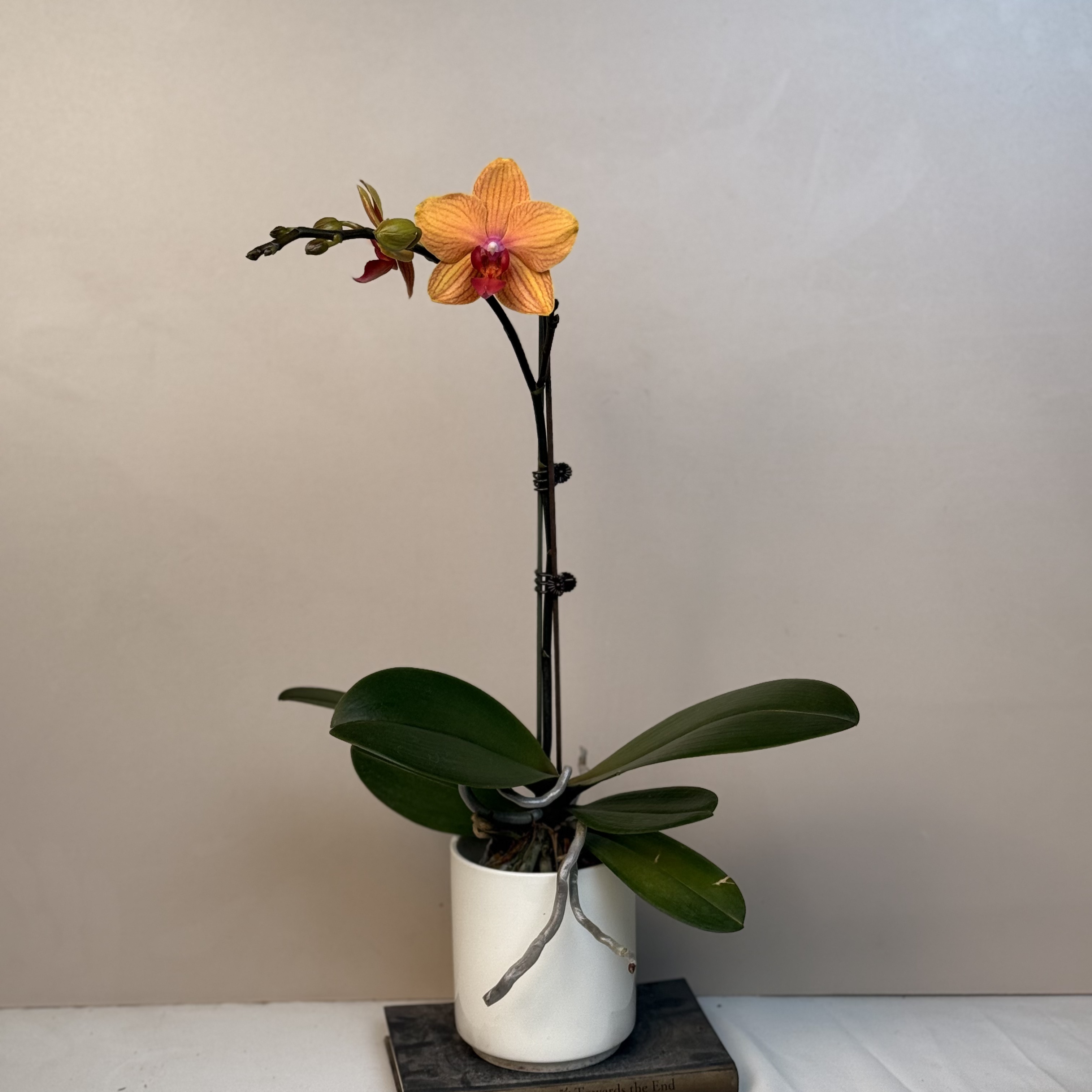 《花漫里基地》蝴蝶兰【杜布罗夫尼克】2.8寸带花带花苞发货