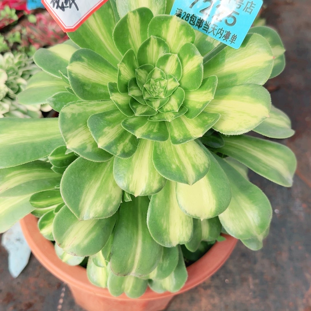 翡翠琉璃7225多肉植物