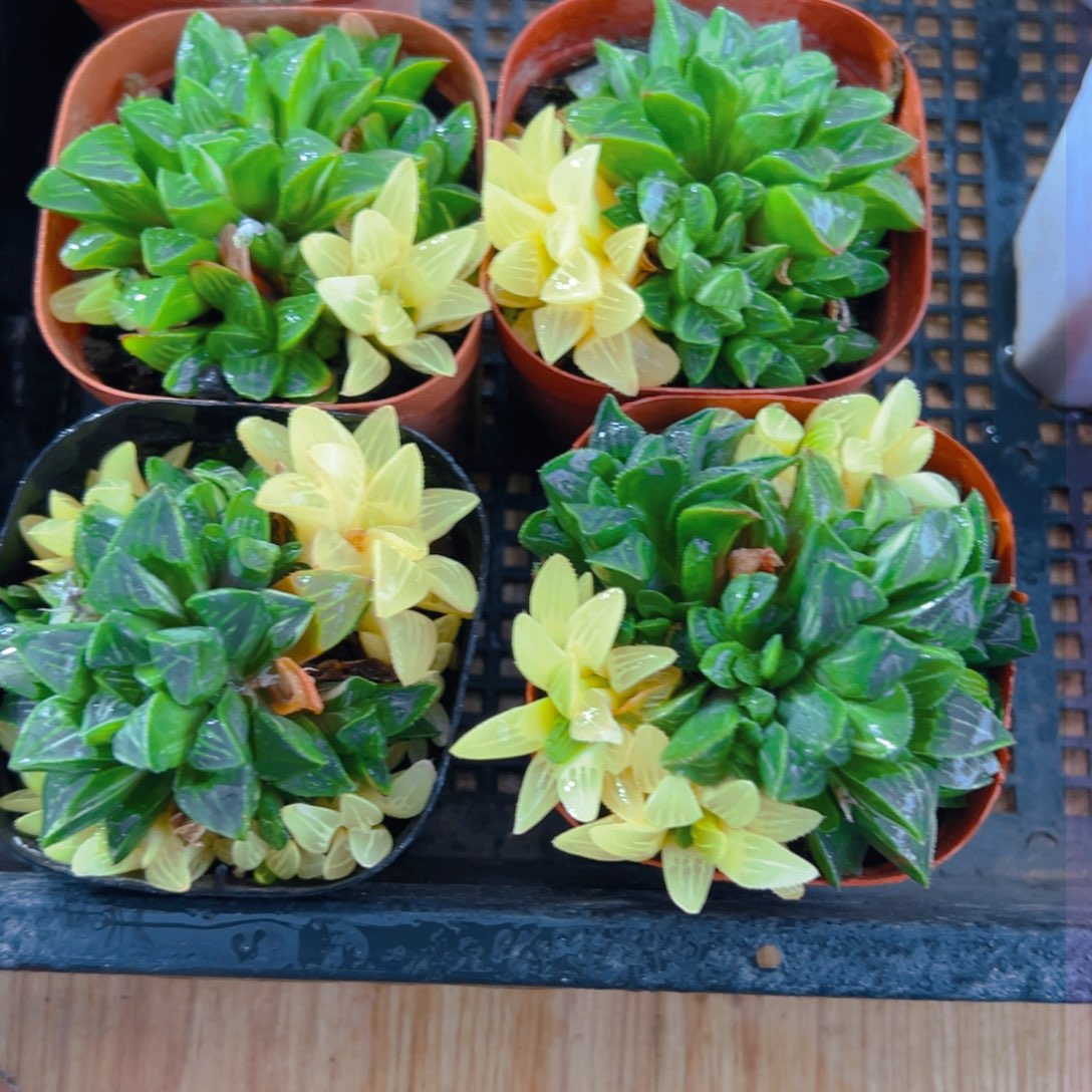 姬寿锦多肉多肉多肉一颗