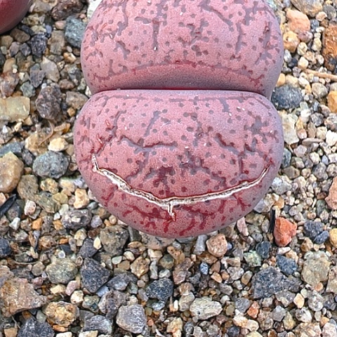 【闪购商品】20113