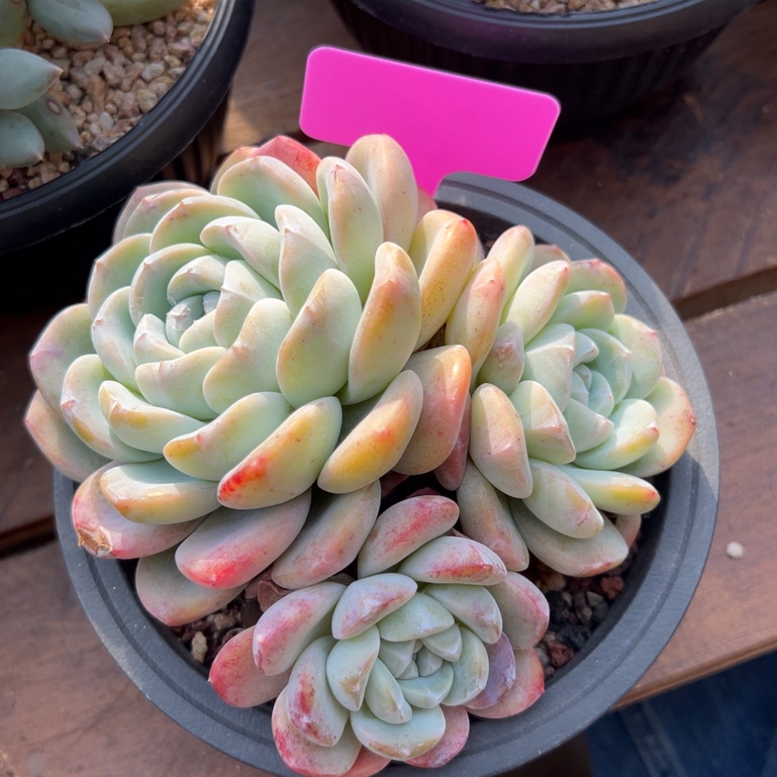 冰玉111111111111111111