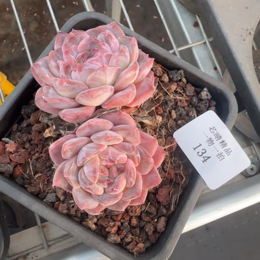 闪购精品多肉1344号