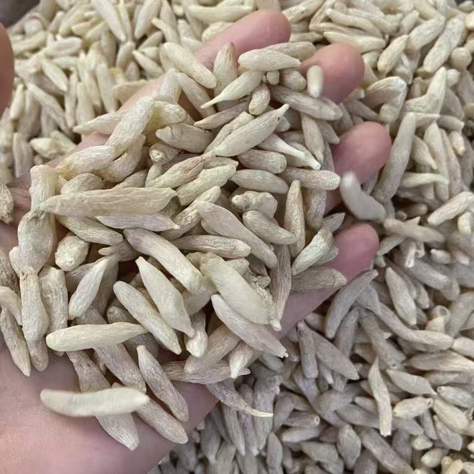 精选 四川麦冬 品质优良 可煲汤 可煮水