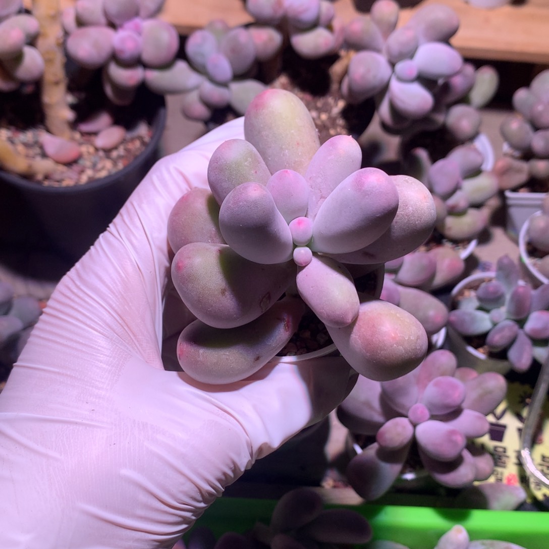 米可奶酪多肉米可奶