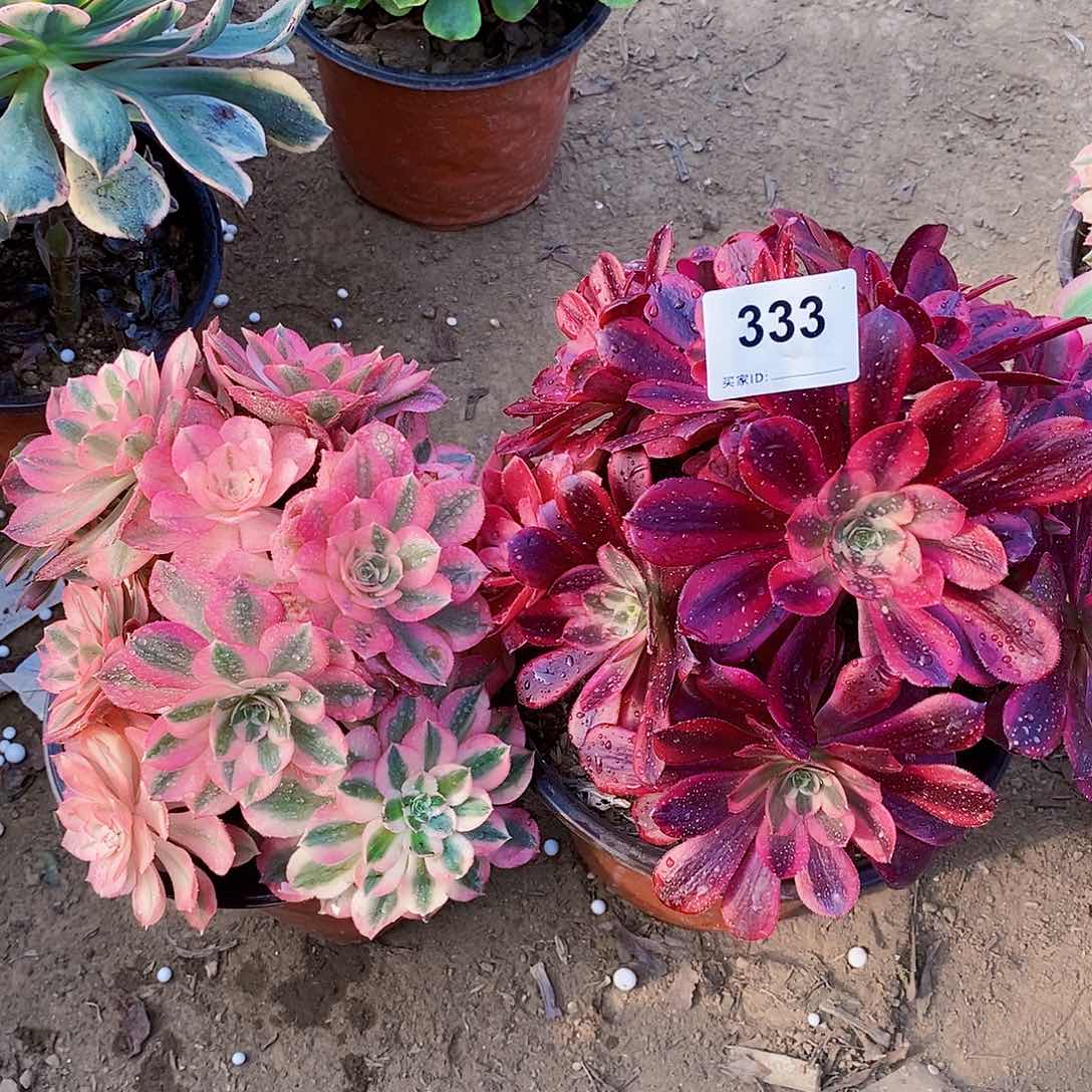 333号美杜莎粉女巫多肉