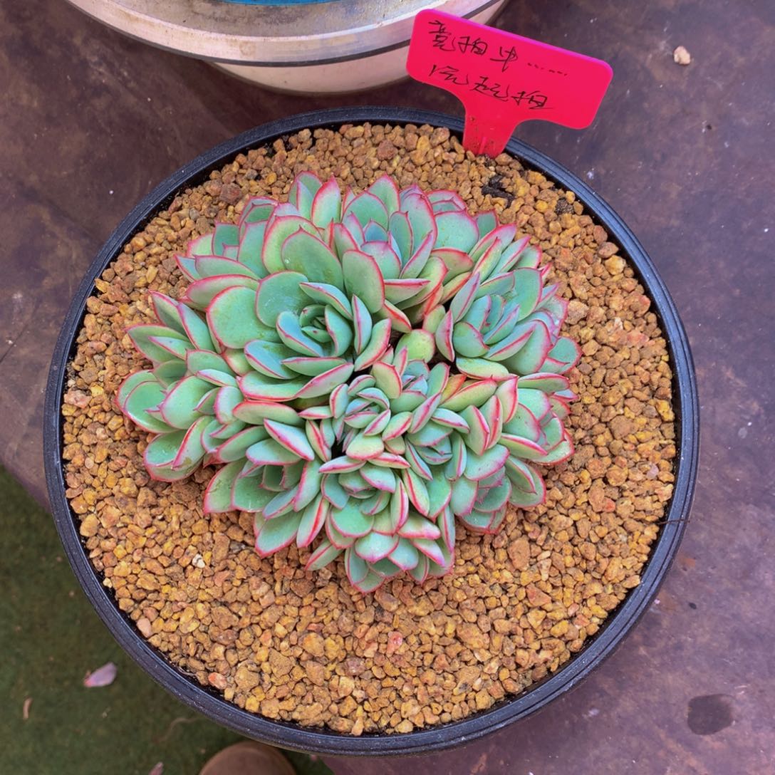 牡丹亭朵朵缀化多肉植物