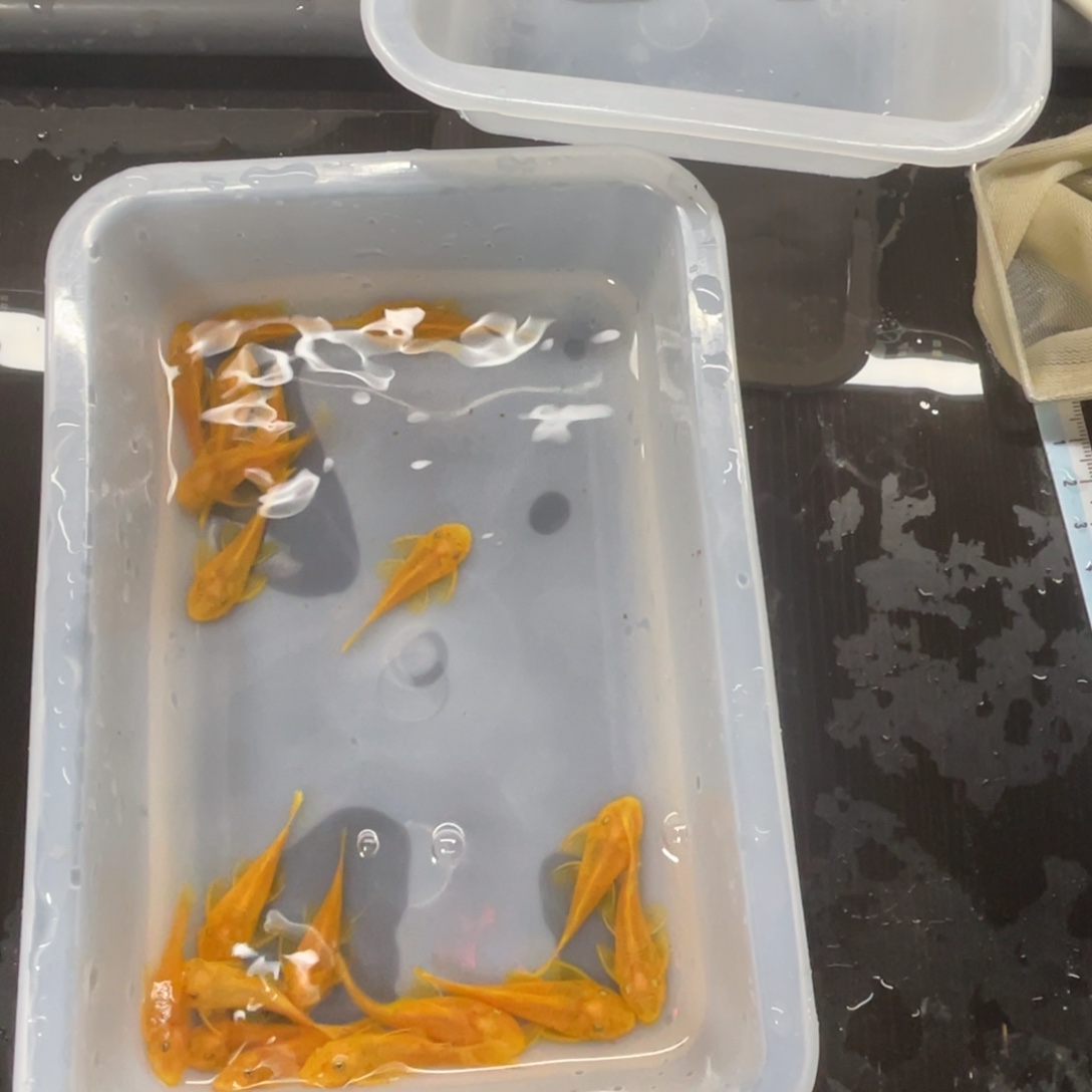 清道夫鱼中号胡子20条开箱视频报损