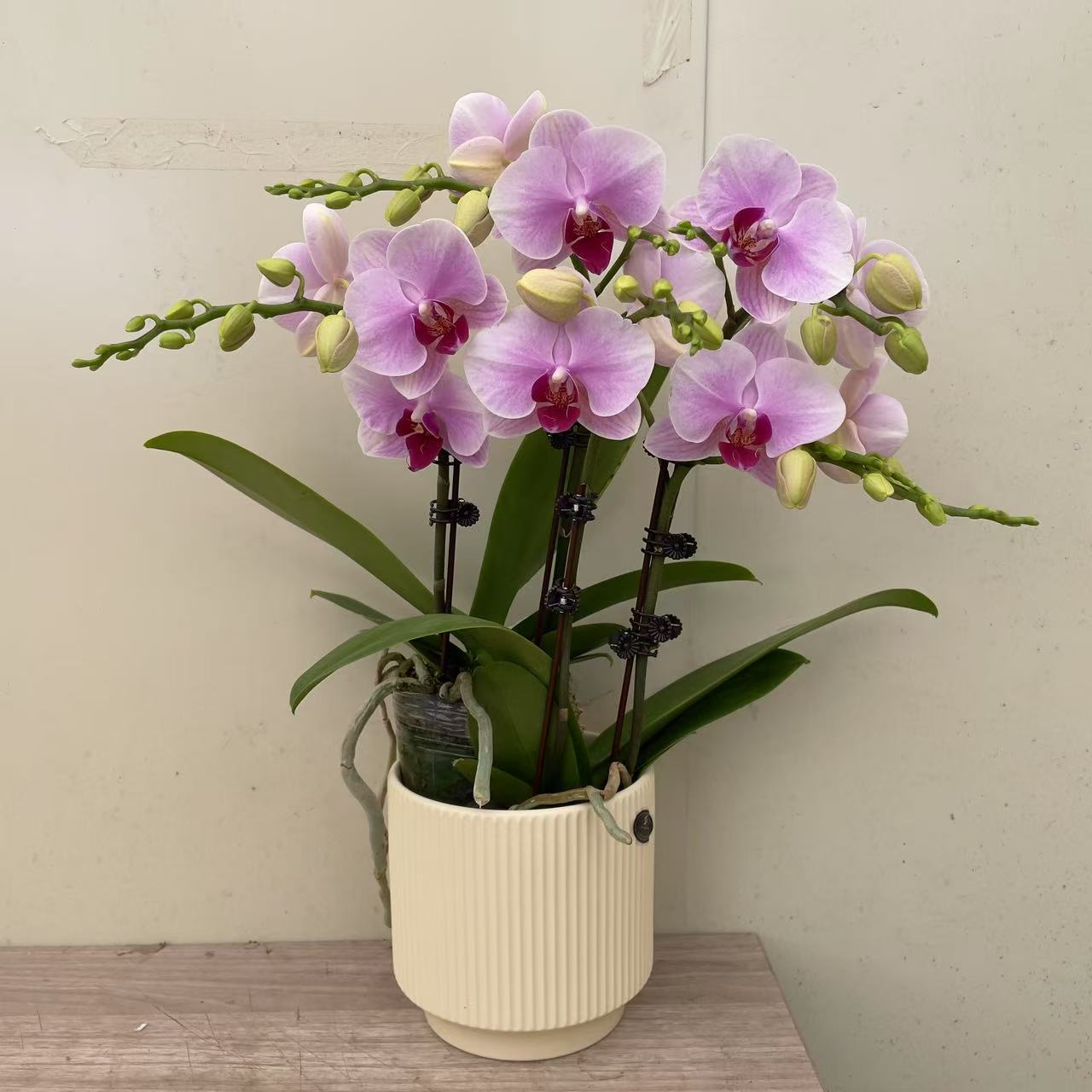 《投名状》欧品蝴蝶兰  浅粉色系 室内花卉