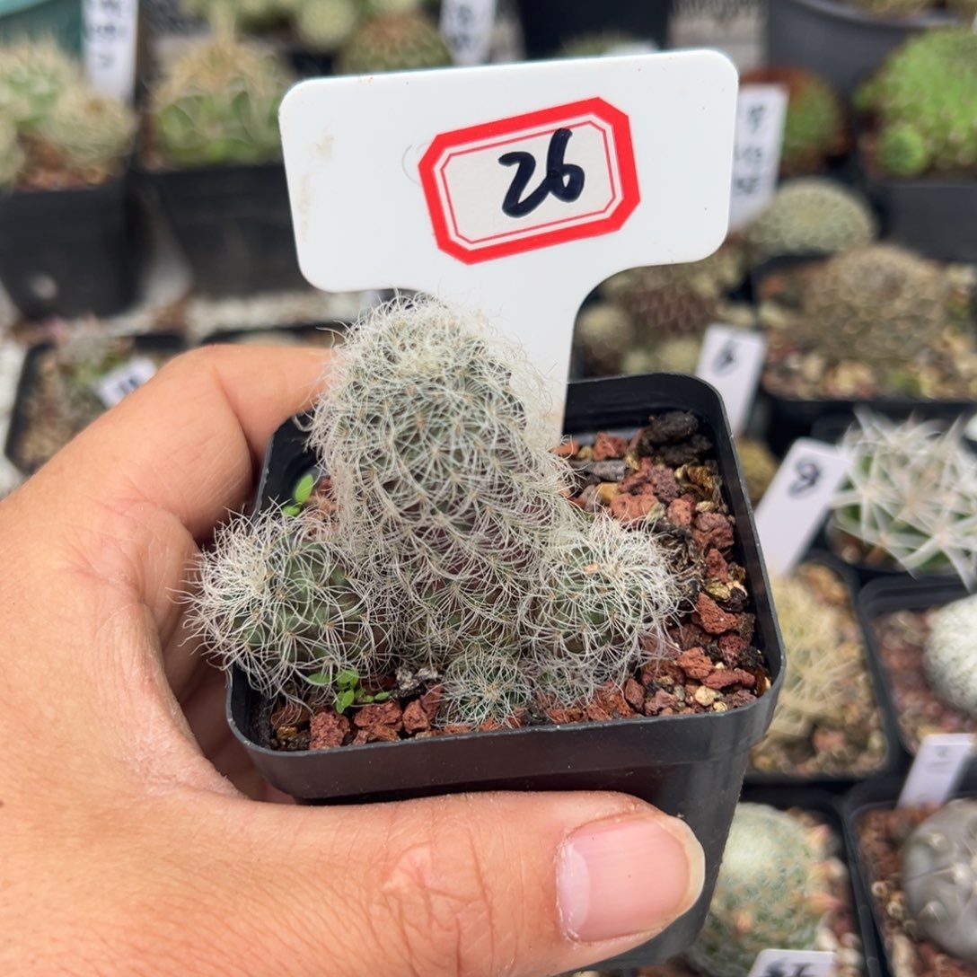 26福利沟宝山仙人球开花