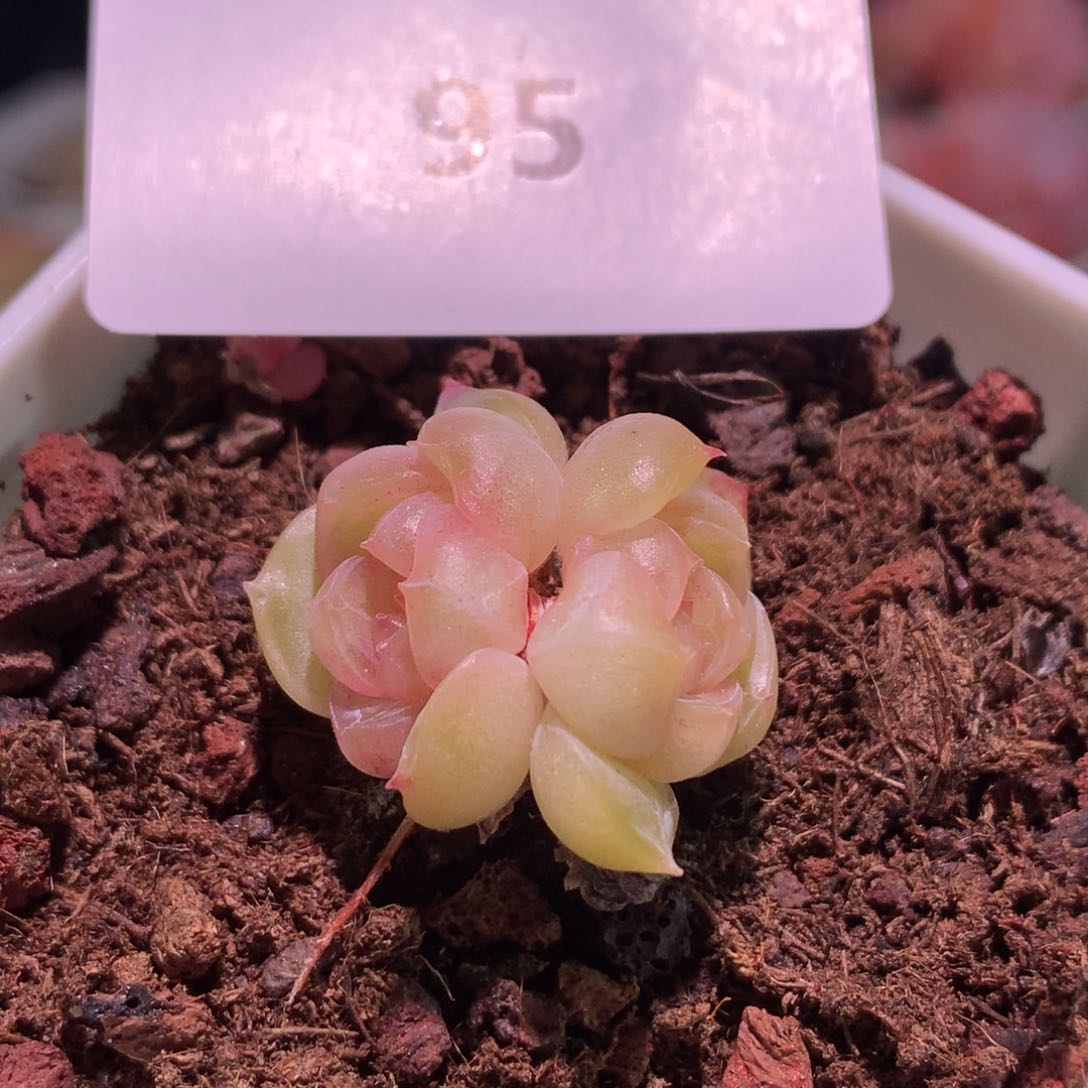 ?**忧云品花园冰心系列-95