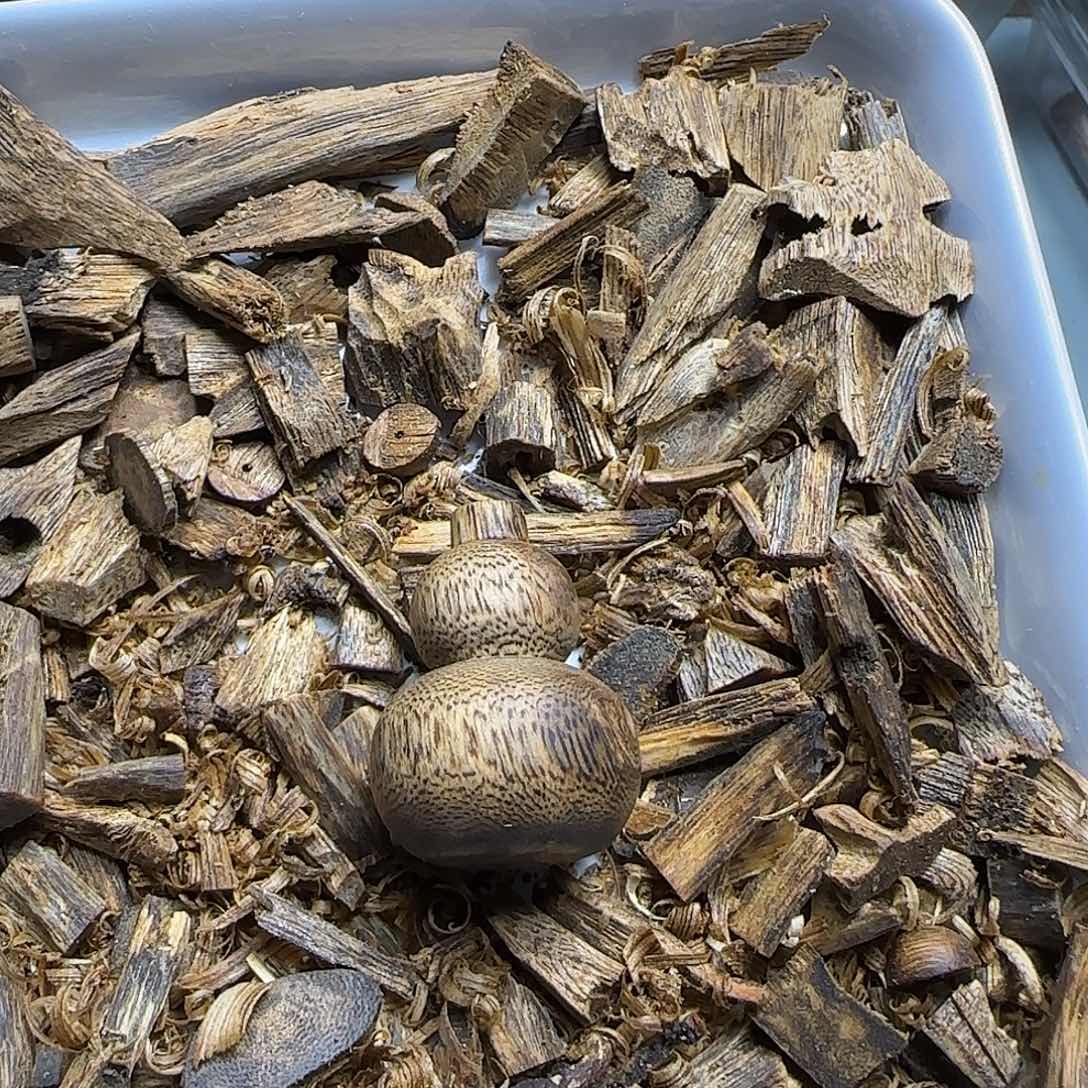 沉香沉香碎屑小葫芦4.3克