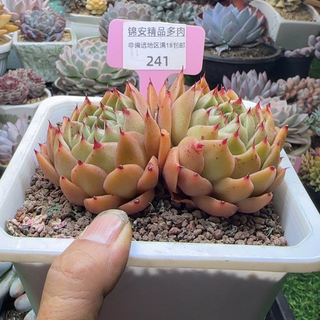 锦安精品多肉植物241